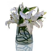 Twisted Lilies